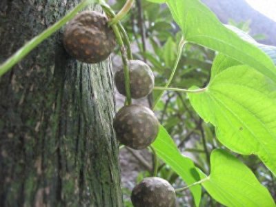 ​黄独是一种什么样的植物