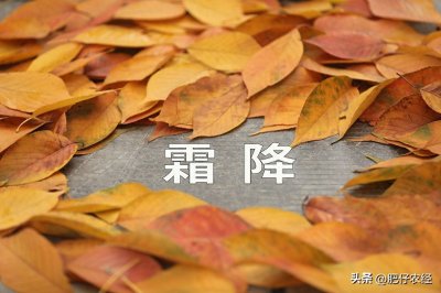 ​农谚“秋分早，霜降迟，寒露种麦正当时”，霜降种麦晚不晚？