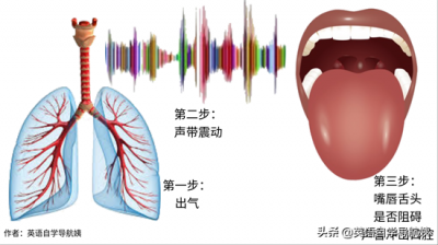 ​辅音字母有哪些区别（元音字母和辅音字母有什么区别？两张图说清）