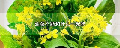 ​油菜不能跟什么食物一起吃会中毒 油菜不可以跟什么一起吃