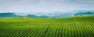 ​七宝茶属于什么茶 宋朝的七宝擂茶