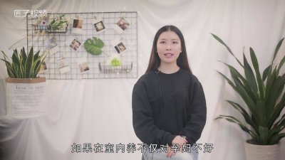 ​含羞草有毒吗 可以放在室内吗会中毒吗 含羞草有毒吗能放室内吗