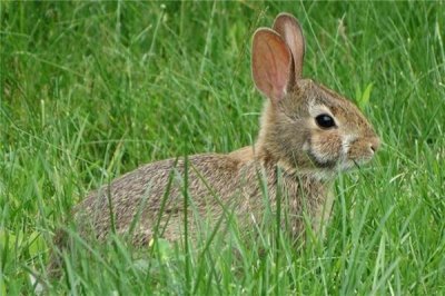 ​属兔的21年下半年财运如何