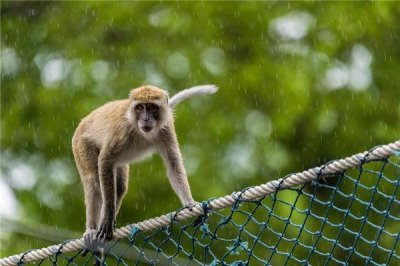 ​属相猴年份表