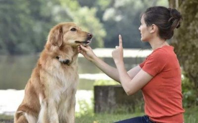 ​养宠物狗狗 狗狗项圈的使用方法与选购原则