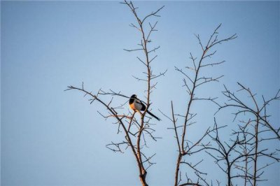 ​喜鹊鸣叫代表什么