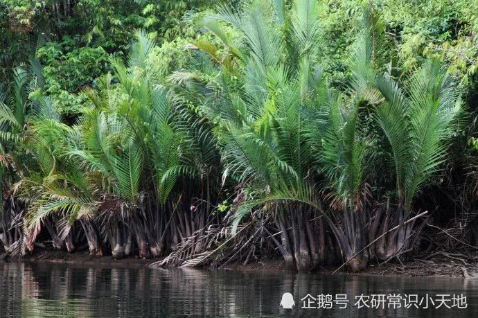 很多人只知道椰子,但“水椰子”这种陌生植物,第一次见!!