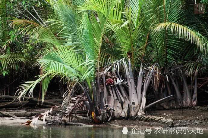 很多人只知道椰子,但“水椰子”这种陌生植物,第一次见!!