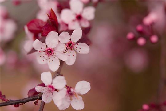 pink-flowers-432360.jpg