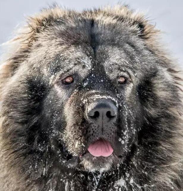 蒙古草原上，最生猛的犬种并不是蒙古獒，而是被人称为猛禽的它