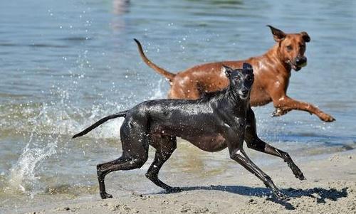 蒙古草原上，最生猛的犬种并不是蒙古獒，而是被人称为猛禽的它