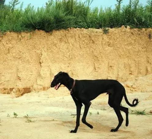 蒙古草原上，最生猛的犬种并不是蒙古獒，而是被人称为猛禽的它