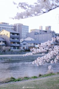 ​听说，樱花花瓣飘落的速度，是每秒5厘米..