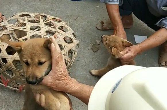 老大爷到集市上卖土狗，20元一条都没人要，土狗怎么了