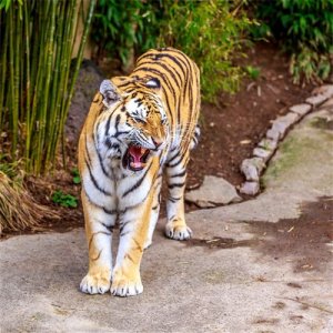 ​几点出生的虎最凶猛 属虎的女人几点出生有福气