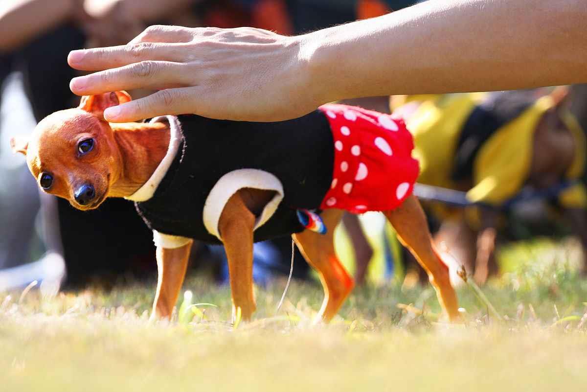 生肖狗一生的财运贵人 生肖狗出生在这三个月最好命