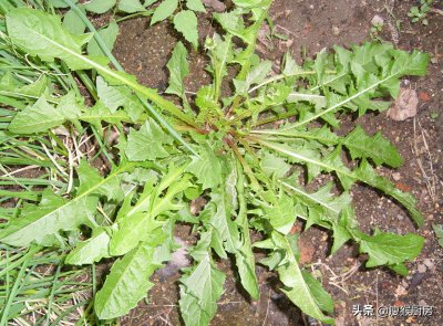 ​40种野菜图片大全，教你认识不同的野菜和吃法，你想要的野菜都有