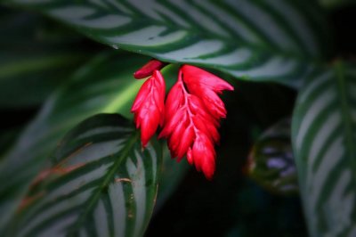 ​紫背竹芋～优良的观叶赏花植物