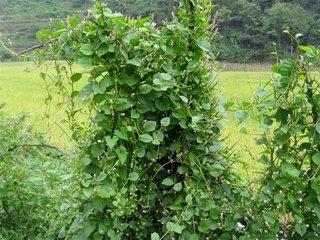 又到挖野菜的季节，农村田间常见野菜，有一种又名雷公菜