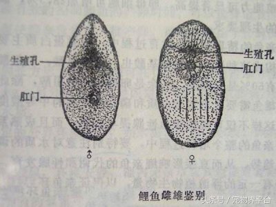 ​锦鲤怎么分辨公母