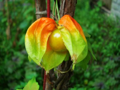 ​农村一种随处可见的野草，俗称“鬼灯笼”，能当野菜吃，还能入药