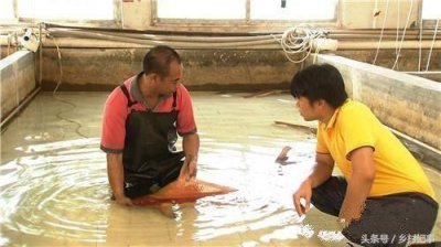 ​农民养鱼高手, 2亩的鱼塘在2个多月时间赚超10万