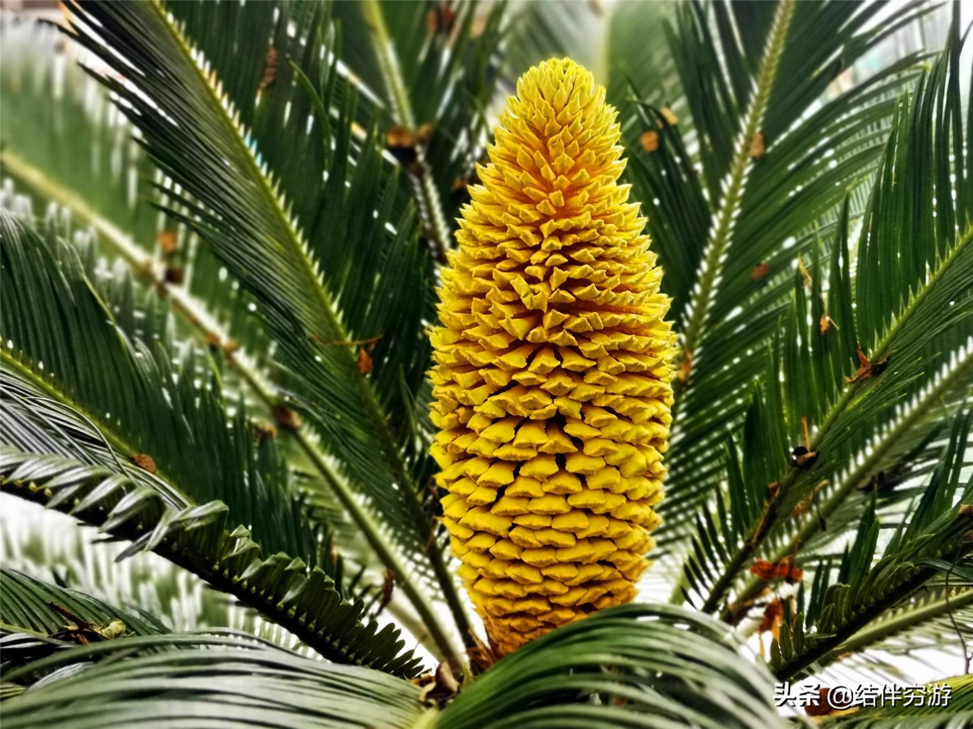 铁树开花，你见过吗？铁树开花过程实拍