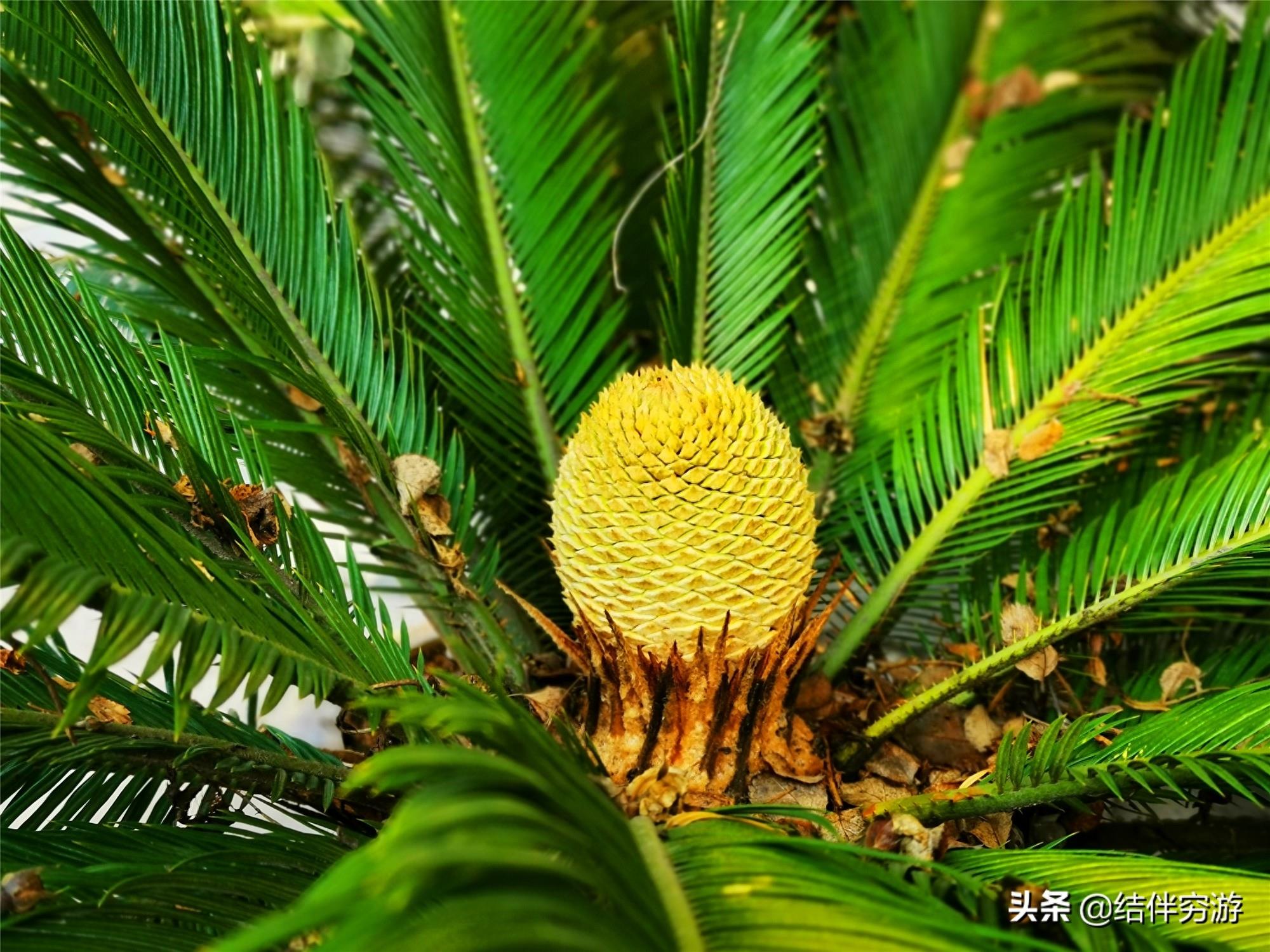 铁树开花，你见过吗？铁树开花过程实拍