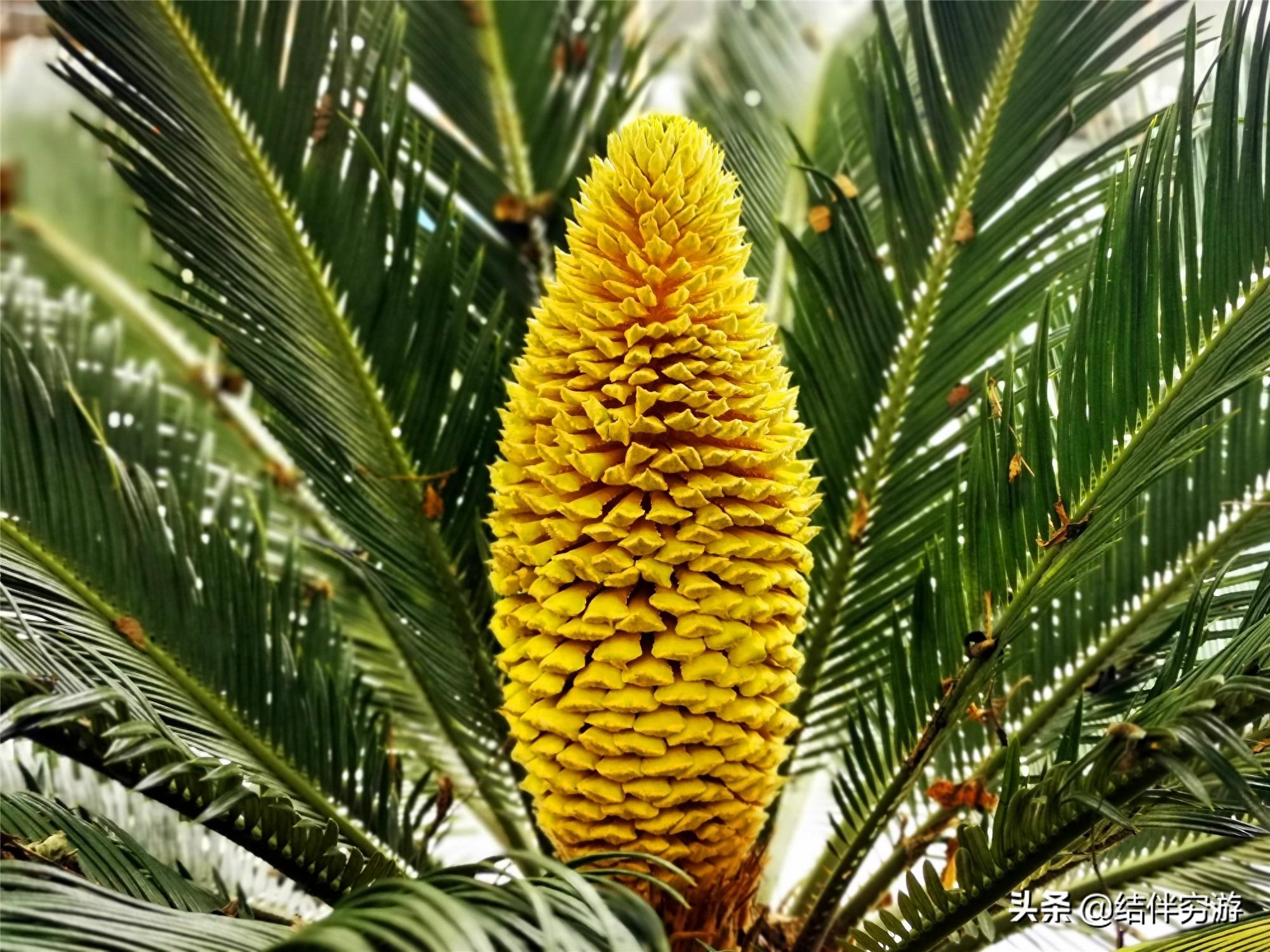 铁树开花，你见过吗？铁树开花过程实拍